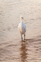 Fototapeta na wymiar Great egret (Ardea alba), a medium-sized white heron fishing on the sea beach