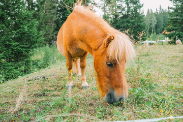 Pony grazing in the paddock close-up.Little cute red horses. Farm animals. Red pony eats grass and flowers in a pasture in Austria.Pony farm in Lungau, Austria.  - obrazy, fototapety, plakaty