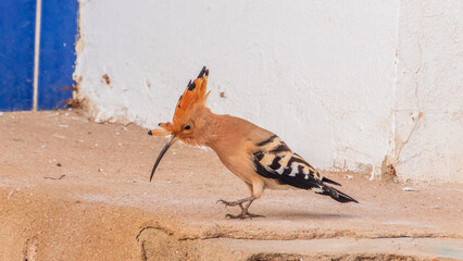 Eurasian hoopoe or Common hoopoe (Upupa epops) bird close-up on the ground © Dmitrii Potashkin