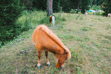 Red pony eats grass in a pasture.Pony farm in Lungau, Austria. Pony grazing in the paddock close-up.Little cute red horses. Farm animals.  - 775443756