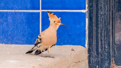 Eurasian hoopoe or Common hoopoe (Upupa epops) bird close-up on the ground © Dmitrii Potashkin