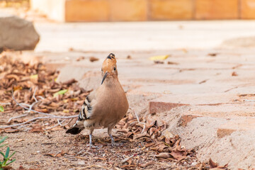 Eurasian hoopoe or Common hoopoe (Upupa epops) bird close-up on the ground