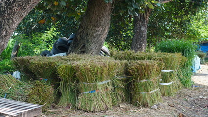 fresh rice straw tied with rope