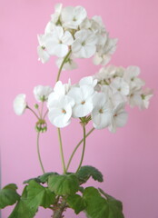 Fototapeta na wymiar Blossom of Geranium Zonal , Pelargonium hortorum with white flowers, on pink background
