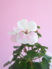Blossom of Geranium Zonal , Pelargonium hortorum with white flowers, on pink background