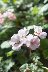 Fototapeta na wymiar Blossom of pink Geranium Zonal , Pelargonium hortorum with light pink flowers