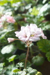 Blossom of pink Geranium Zonal , Pelargonium hortorum with light pink flowers,