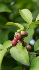 Glycosmis pentaphylla fruit on a tree