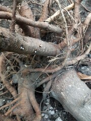 Photo of unique plant roots