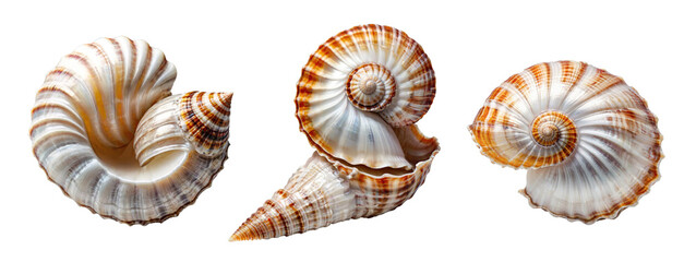 Ai generated three big seashells isolated on transparent background 