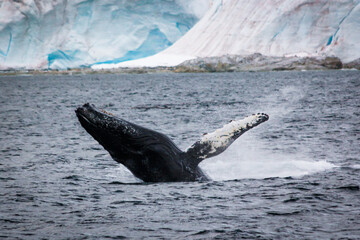 Antarctica whale © helio