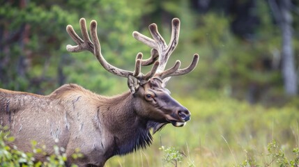 Majestic Elk Standing in Lush Green Forest