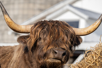 Portrait of Highland Cattle Eating Hay on farm in rural Pennsylvania 