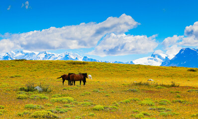 horses in patagonia
