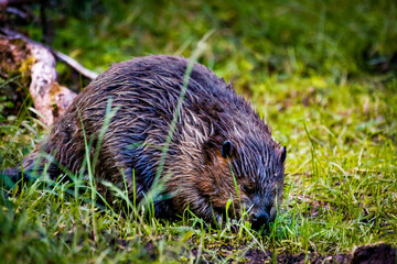 Beavers in Southern Patagonia