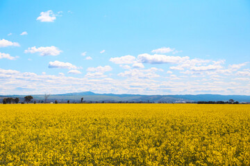 Obraz premium rapeseed field and sky