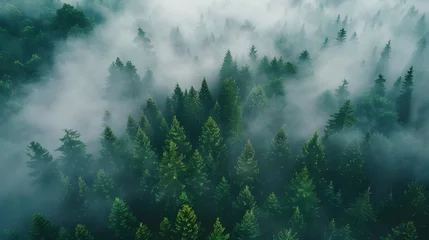 Crédence de cuisine en verre imprimé Matin avec brouillard morning fog and a forest