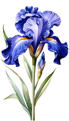 iris flower isolated on white