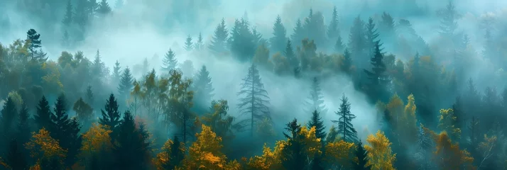 Papier Peint photo Matin avec brouillard morning fog and a forest