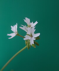 White stellar, Geranium Zonal, garden geranium, Pelargonium hortorum with white flowers, ornamental and medicinal plant, on green background