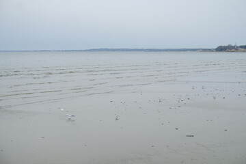 A group of seaguls on the shore