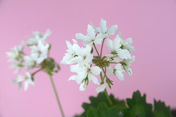 White stellar, Geranium Zonal, garden geranium, Pelargonium hortorum with white flowers, ornamental and medicinal plant, on green background