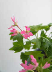 Obraz premium PInk stellar, Geranium Zonal, garden geranium, Pelargonium hortorum with pink flowers, ornamental and medicinal plant, on white background