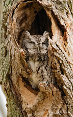 Gray Morph Screech Owl