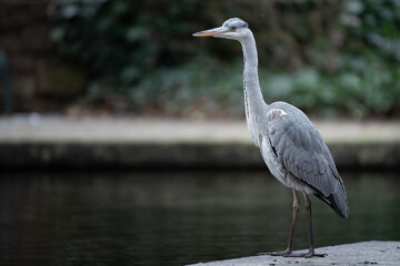 grey heron 