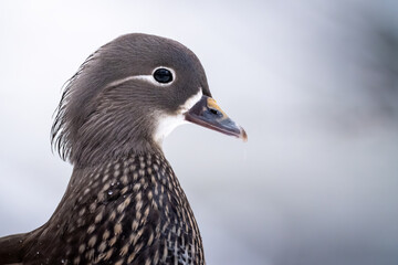 close up of a duck