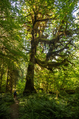 Backpacker Walks Below Large Mossy Tree In Hoh Rainforest