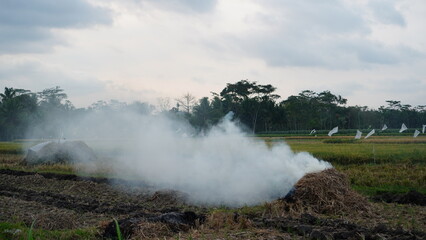 Fototapeta na wymiar white smoke in agricultural area