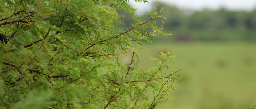 Field of hawthorns and hills on the Pampean plain. Out of focus fields in the background