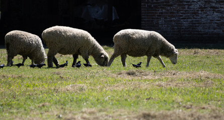A family of sheep grazing next to the birds on a green southern farm.