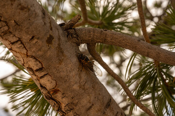 Cicada Rests on Limb of Piñon Pine Tree