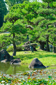 Japanese garden with pond