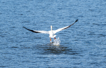 Take off from the Lake
