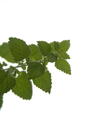 Foliage of melissa, Lemon balm (Melissa officinalis), on white background