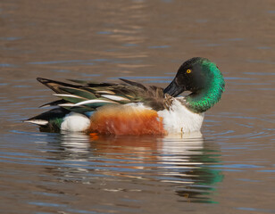 Northern Shoveler duck

