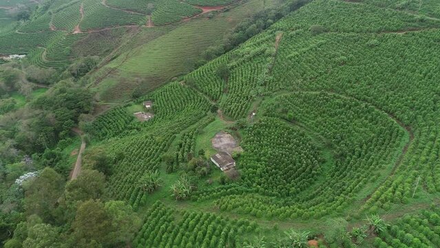 Coffee plantations on the slopes of the Capara&oacute; Mountains, Pedra Menina district - Dores do Rio Preto, Esp&iacute;rito Santo, Brazil