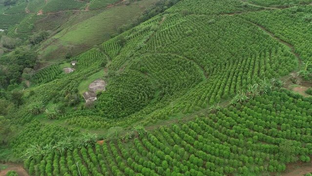 Coffee plantations on the slopes of the Capara&oacute; Mountains, Pedra Menina district - Dores do Rio Preto, Esp&iacute;rito Santo, Brazil