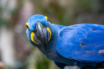 Bright blue Hyacinth MaCaw with yellow eyes perched on bench in aviary. 