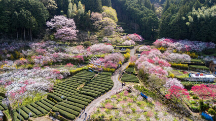 久喜の花桃 © sand555