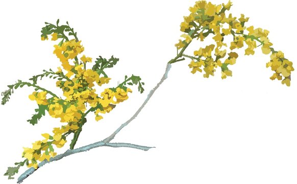 beautiful yellow flowers of Padauk Flower,  with white background, The National Flower of Myanmar. Vector illustration. For Myanmar water festival (Thingyan).