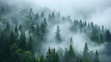 Papier Peint photo Matin avec brouillard morning fog and a forest