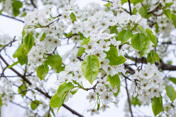 綺麗に咲いた豆梨の花 マメナシ