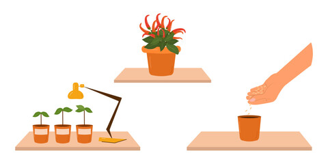 The concept of home growing fresh vegetables. Organic homemade vegetables. City garden. Vector illustration.