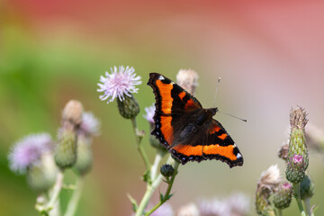 A close-up of an admiral butterfly pitched on a blooming pink cornflower. The flower has curled petals. The orange and black butterfly has its wings open. The background is a blurry colorful garden.  - obrazy, fototapety, plakaty