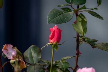A single velvety textured crimson red color rose growing on the long thorny stem of an outdoor pant. The bloom is among dark green pointy leaves. The flower is a symbol of love and romance.