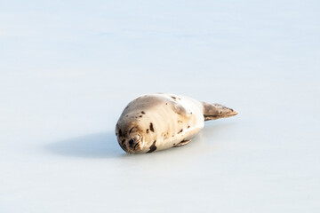 A young grey harp seal lays on an ice pan with its hairy forearm flippers with blunt claws. The animal has soft thick fur skin with black and brown spots. The seal has dark eyes, and long whiskers.